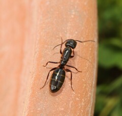 Camponotus fallax