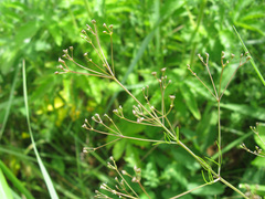 Trinia kitaibelii
