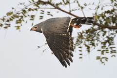 Kaupifalco monogrammicus