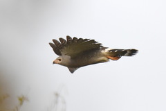Kaupifalco monogrammicus