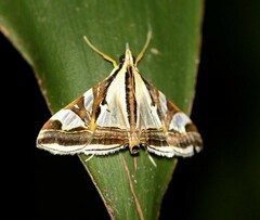 Agrioglypta excelsalis