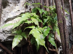 Tectaria heracleifolia