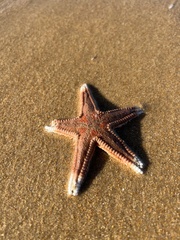 Astropecten aranciacus