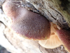 Gymnopilus purpuratus