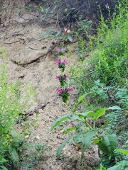 Salvia spathacea