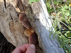 Gymnopilus purpuratus