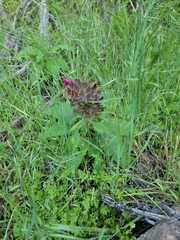 Salvia spathacea