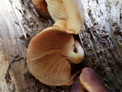 Gymnopilus purpuratus
