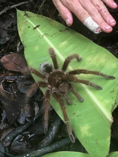 Goliath birdeater