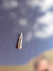 Erechthias stilbella