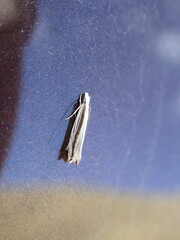 Erechthias stilbella