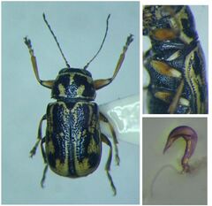 Pachybrachis hieroglyphicus