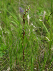 Trinia kitaibelii