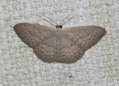 Scopula optivata