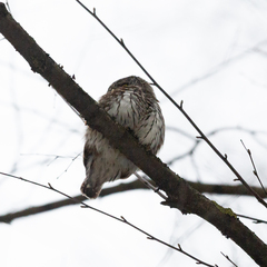 Glaucidium passerinum