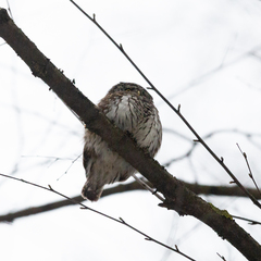 Glaucidium passerinum