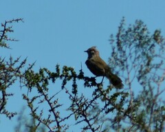 Rhinocrypta lanceolata