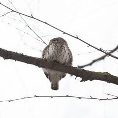Glaucidium passerinum