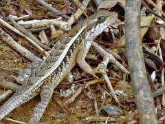 Sceloporus siniferus