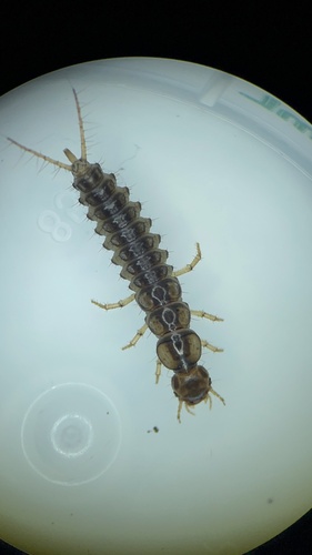 European Gazelle Beetle