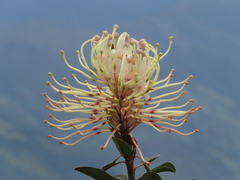 Oreocallis grandiflora