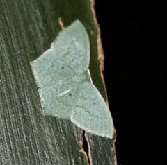 Maxates centrophylla