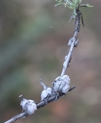 Rhopalomyia floccosa