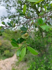 Sebastiania commersoniana