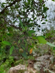 Sebastiania commersoniana