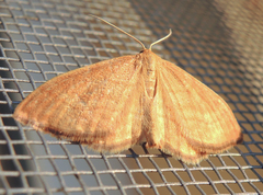 Idaea serpentata