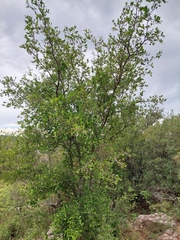 Sebastiania commersoniana