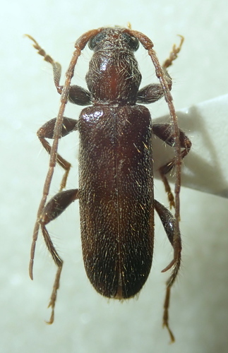 Lucasianus levaillantii