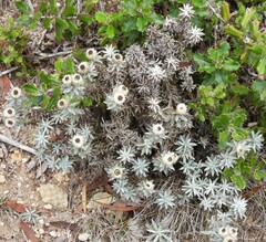 Achyranthemum paniculatum