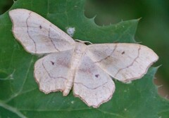 Idaea emarginata