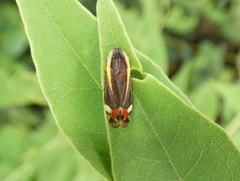 Microsargane vittata