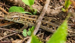 Lacerta agilis exigua