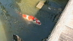 Cyprinus rubrofuscus