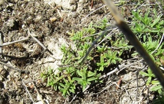 Thymus odoratissimus