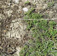 Thymus odoratissimus