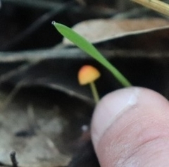 Mycena acicula