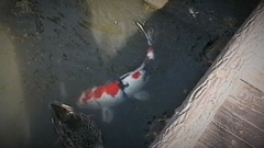 Cyprinus rubrofuscus