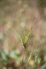 Aegilops triuncialis