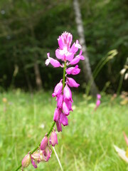 Polygala pedemontana
