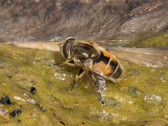 Eristalis brousii