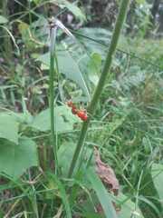 Solanum jamaicense