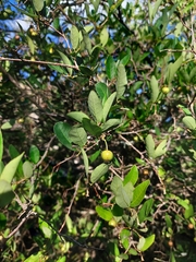 Sebastiania commersoniana