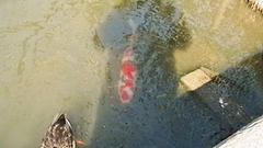 Cyprinus rubrofuscus