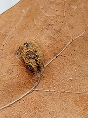 Aceria querci