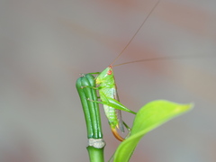 Conocephalus brevipennis