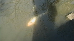 Cyprinus rubrofuscus